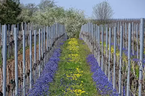 blau-gelb im weinberg    lad