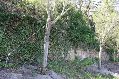 14 Mandelbäume konnten vom Bauhof gerettet und teilweise mit Stahlseilen befestigt werden. 