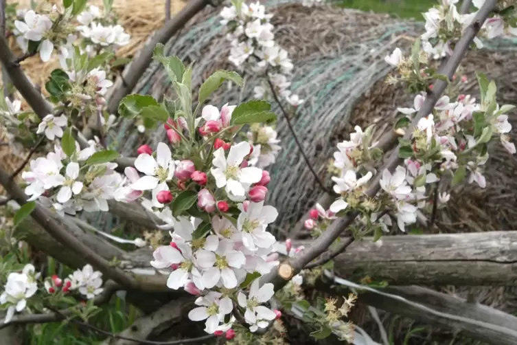 Prächtige Apfelblüte bei Weisenheim. 