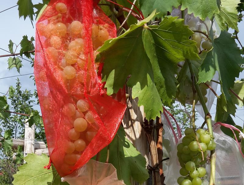 Tafeltrauben dekorativ pflanzen und schtzen - Im Garten - DIE RHEINPFALZ