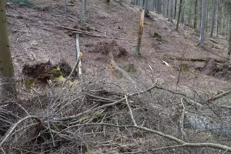 Abgebrochene Äste, umgestürzte Bäume: Nach dem Wintereinbruch sah es wüst aus im Pfälzerwald. 