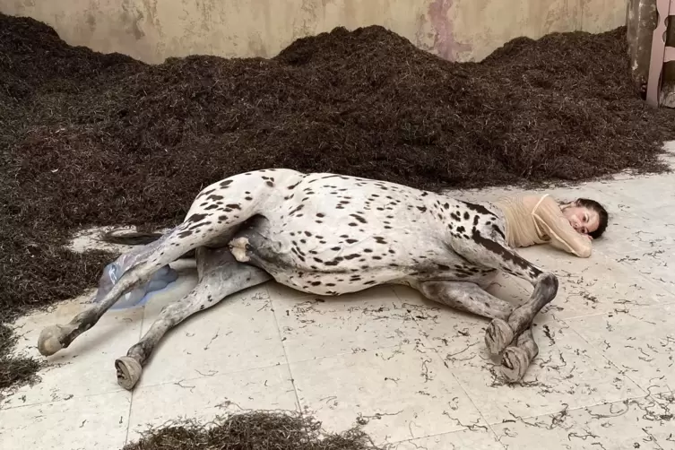 Gestrandeter Kentaur zwischen Seegras: der d&auml;nische Pavillon. 