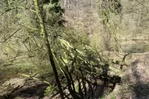 Umgestürzte Bäume am Glasbach bei Frankenstein.