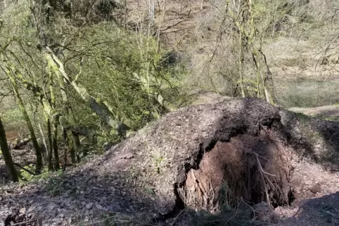 Die Förster sind entsetzt über die Schäden im Wald. 