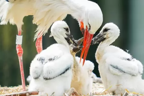 Der Weißstorch mit seinem Nachwuchs.
