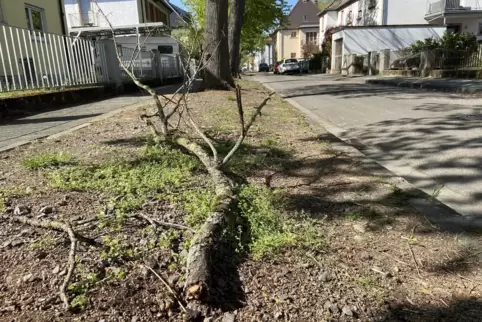 Dieser Ast fiel vor Ostern aus einer der Linden in der Fichtestraße zu Boden. Es sei nur Glück gewesen, dass niemand verletzt wu
