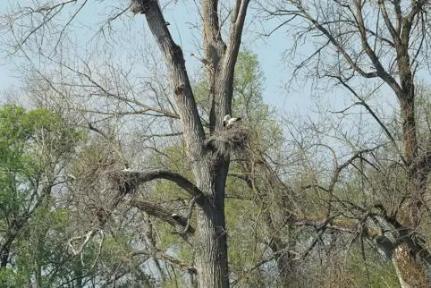 Störche bleiben ihren Nestern über Jahre treu. Gut möglich also, dass der Baum noch lange Zeit Heimat für die Weißstorchenpaare 