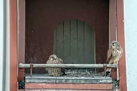 Das Falkenpaar im Müllheizkraftwerk.