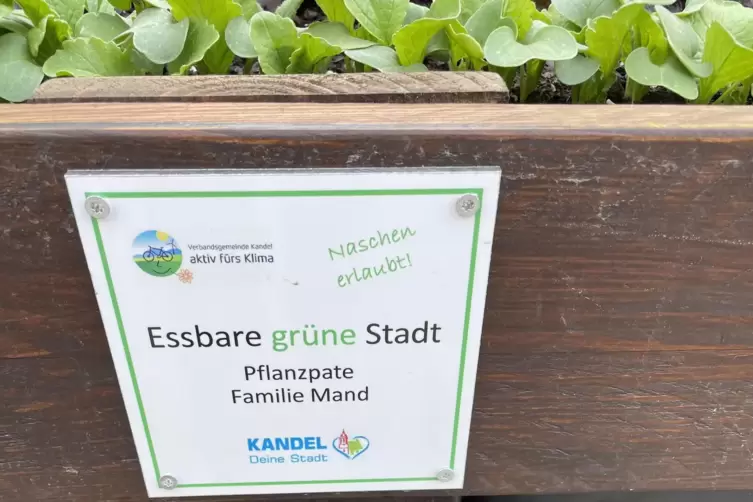 Eines der Hochbeete: Pfl&uuml;cken, was darin w&auml;chst , ist erlaubt &ndash; pflegen aber auch. 