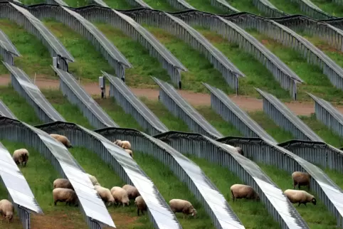 Solarparks könnten gut beweidet werden. Das komme dem Boden und der Artenvielfalt zugute, sagen die Bauern. 