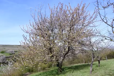 Auch verblühend beeindruckt dieser Kirschbaum im Berntal.