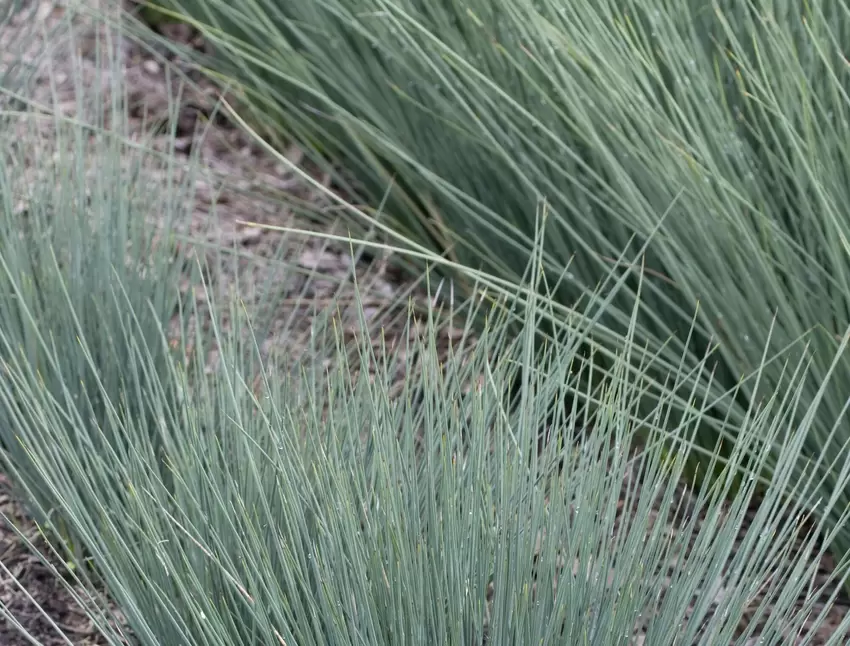 Binsen fr feuchte und trockene Standorte - Im Garten - DIE RHEINPFALZ