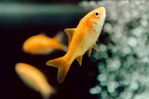 Ist klüger als gedacht und mag weder Corona noch Krieg: der Goldfisch. Ist klüger als gedacht und mag weder Corona noch Krieg: der Goldfisch.