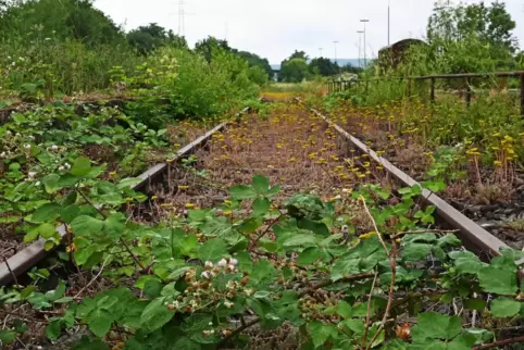 Die Zellertalbahn wird schon bald aus ihrem Dornröschenschlaf erwachen.