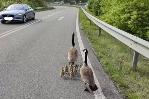 Mutter und Vater Gans auf Familienausflug mit sechs Küken. 