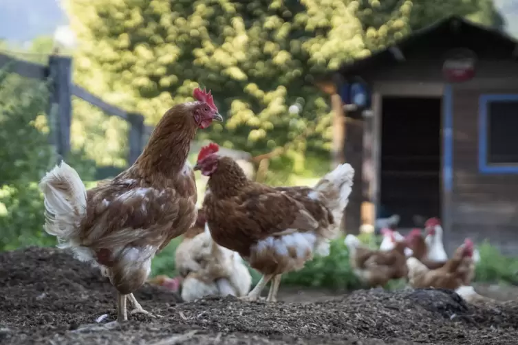 Hühner sind recht unkompliziert zu halten, aber einige Grundlagen gilt es dennoch unbedingt zu beachten.