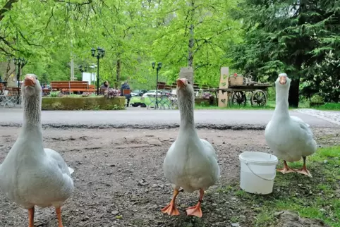 Diese Gänse begrüßten bei den Mühlenerlebnistagen 2019 mit Geschnatter die Gäste auf der Kneispermühle. 