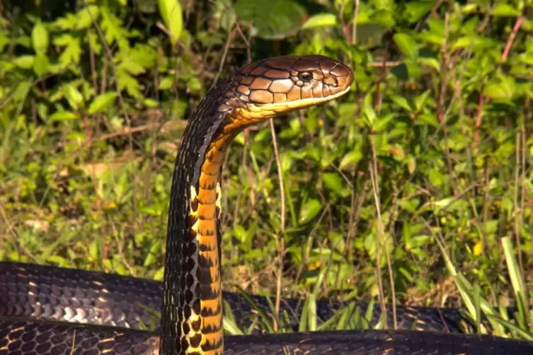 Auch wenn die Königskobra die größte Giftschlange und eine der längsten Schlangen der Welt ist, gilt die vor allem in den Wälder