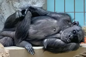 Schimpanse im Landauer Zoo beim Faulenzen. 