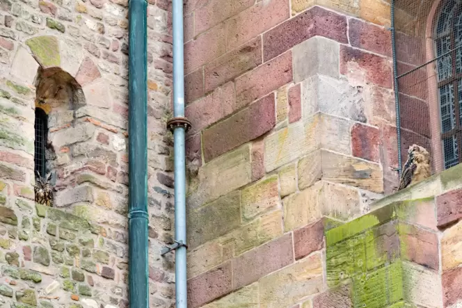 Hallo, Geschwisterchen: zwei junge Uhus in zwei Fensternischen des Doms. Hallo, Geschwisterchen: zwei junge Uhus in zwei Fensternischen des Doms.