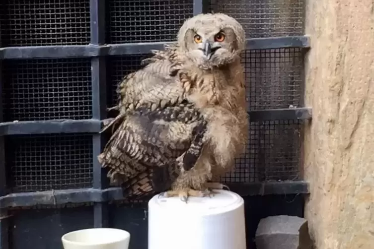 Mit gutem Ausblick: einer der Jungv&ouml;gel.