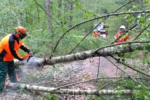 Die Feuerwehr Wachenheim beseitigt Schäden nach dem Schneebruch im April. 