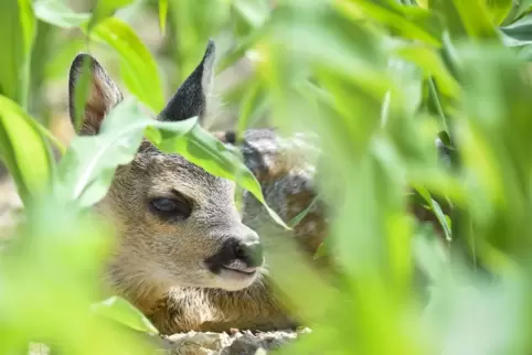 Kann im Feld übersehen werden: Rehkitz. Kann im Feld übersehen werden: Rehkitz.