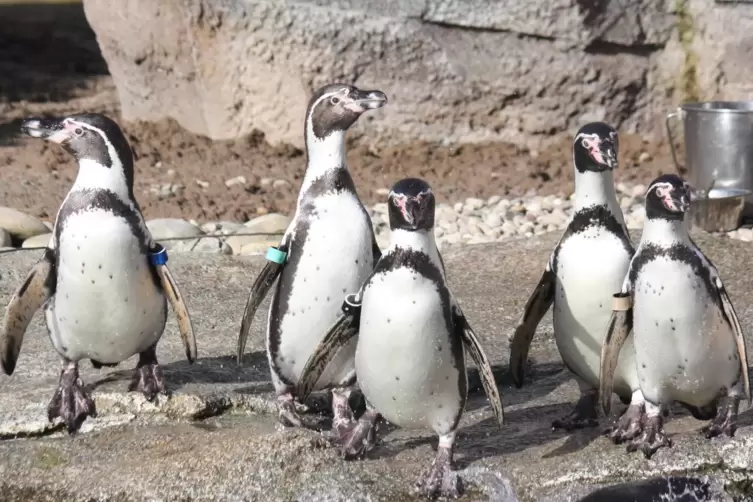 Nur nicht drängeln: Die Pinguine warten derzeit im Frankfurter Zoo auf ihre Rückkehr ins neue Gehege in Mannheim.