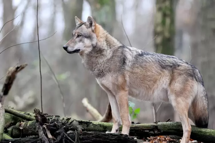 Wölfe wurden 2012 erstmals im Norden von Rheinland-Pfalz gesichtet. Wandern sie nun weiter nach Süden?