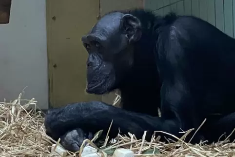Einer der drei Schimpansen, die in Landau als Senioren-WG leben. 
