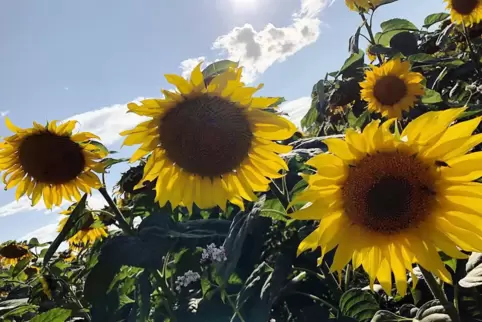 Vielleicht hätten sich die Klimaaktivisten statt eines Storchenwalds besser ein Sonnenblumenfeld wünschen sollen. 