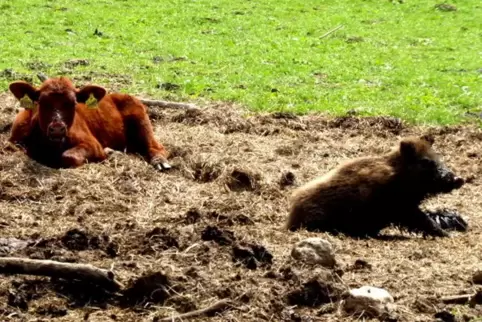 Das Wildschwein fühlt sich seit gut einem halben Jahr zwischen den Rindern sichtlich wohl. 