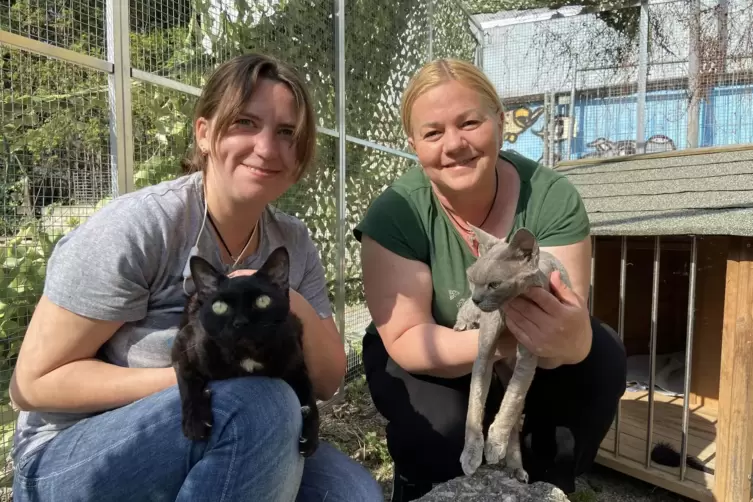 Sind erleichtert, dass sie ihre Katzen, die in der Unterkunft nicht erlaubt sind, beim Tierschutzverein – trotz bereits bestehen
