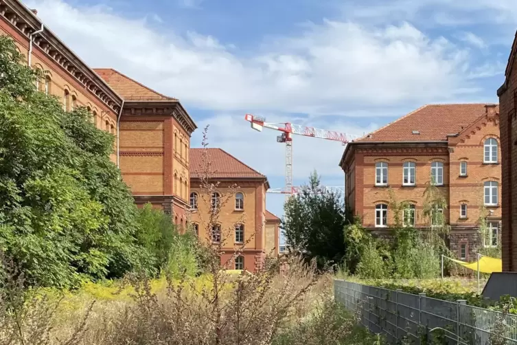 Auf dem fr&uuml;heren Kasernengel&auml;nde auf dem Ebenberg in Landau, macht sich nun auch wieder die Natur breit. 