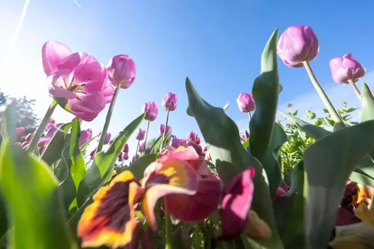 Tulpen und Stiefmütterchen blühen in einem Beet