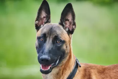 Ein Schäferhund