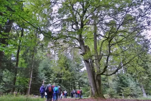 Baum des Jahres: die Buche. Exemplare im Kreis Kusel werden bei einer Exkursion erkundet. 