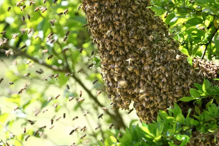 So sieht es aus, wenn Bienen ausfliegen und sich in einem Garten niederlassen. 