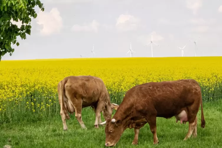 Blühende Felder, glückliche Rinder – hier bei Weitersweiler.