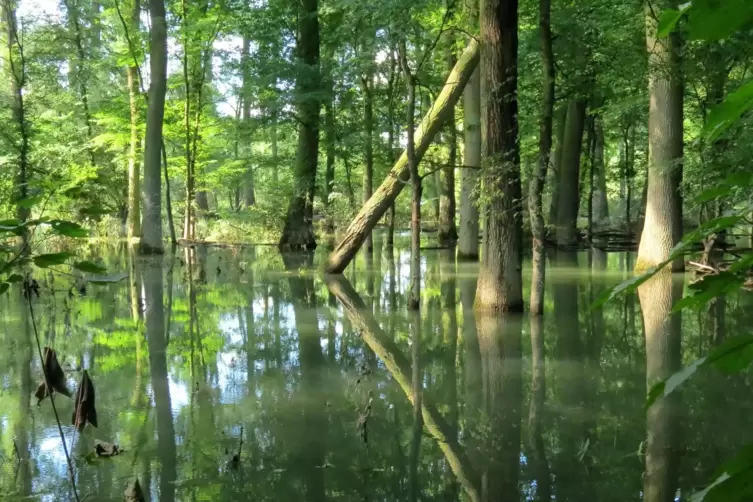 Sind mehrfach ausgezeichnete Schutzgebiete: die Auwälder am Rhein, die bei Hochwasser immer wieder überflutet werden. 