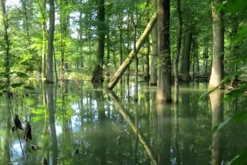 Sind mehrfach ausgezeichnete Schutzgebiete: die Auwälder am Rhein, die bei Hochwasser immer wieder überflutet werden. 