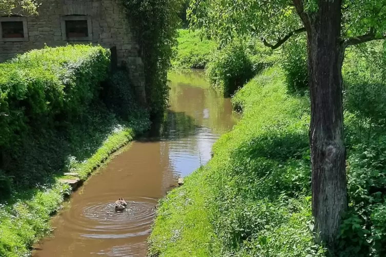 Der ehemalige Mühlgraben an der Hollermühle führt immer öfter zu Hochwasserproblemen. 