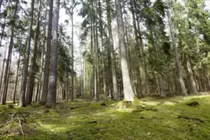 Waldwirtschaft und Waldschutz – immer wieder Anlass für Diskussionen. Waldwirtschaft und Waldschutz – immer wieder Anlass für Diskussionen.