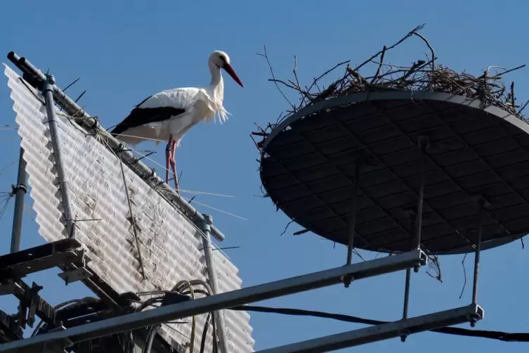Ersatznest f&uuml;r Storch in Theisberg-Stegen (Kreis Kusel).