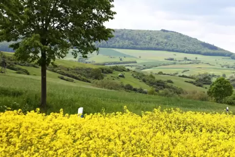 Eine frisch-grüne, blühende Landschaft erwartet die Wanderer am Königsberg.