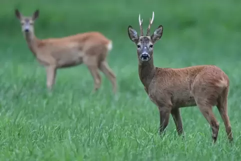 Nicht immer friedlich: Auch Rehe beharken sich ab und an heftig. 