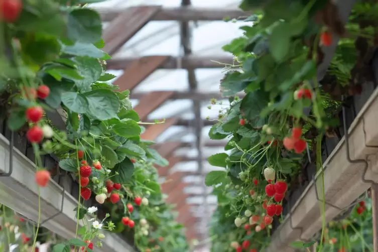 Auch die Erdbeer-Anbauer in der Region klagen über verhaltenes Interesse an den süßen Früchten.