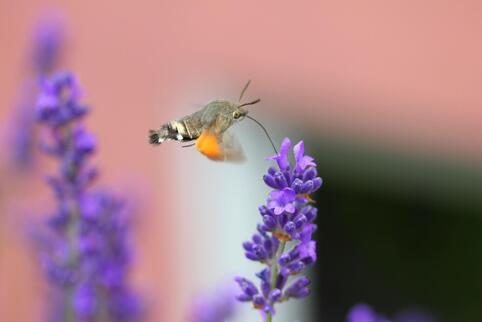 Wie ein Kolibri: Leserin Petra Neff fotografierte den schwirrenden Schmetterling am Lavendel.