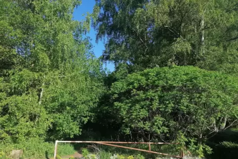 Direkt hinter dieser Schranke am Ende der Straße Am Eichberg liegt das 10.000 Quadratmeter große Areal, das der Besitzer am lieb