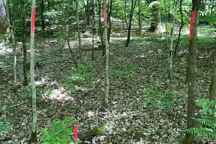 &Uuml;berall im Wald finden sich Vermessungsspuren, die das getrennte Flurst&uuml;ck markieren. 